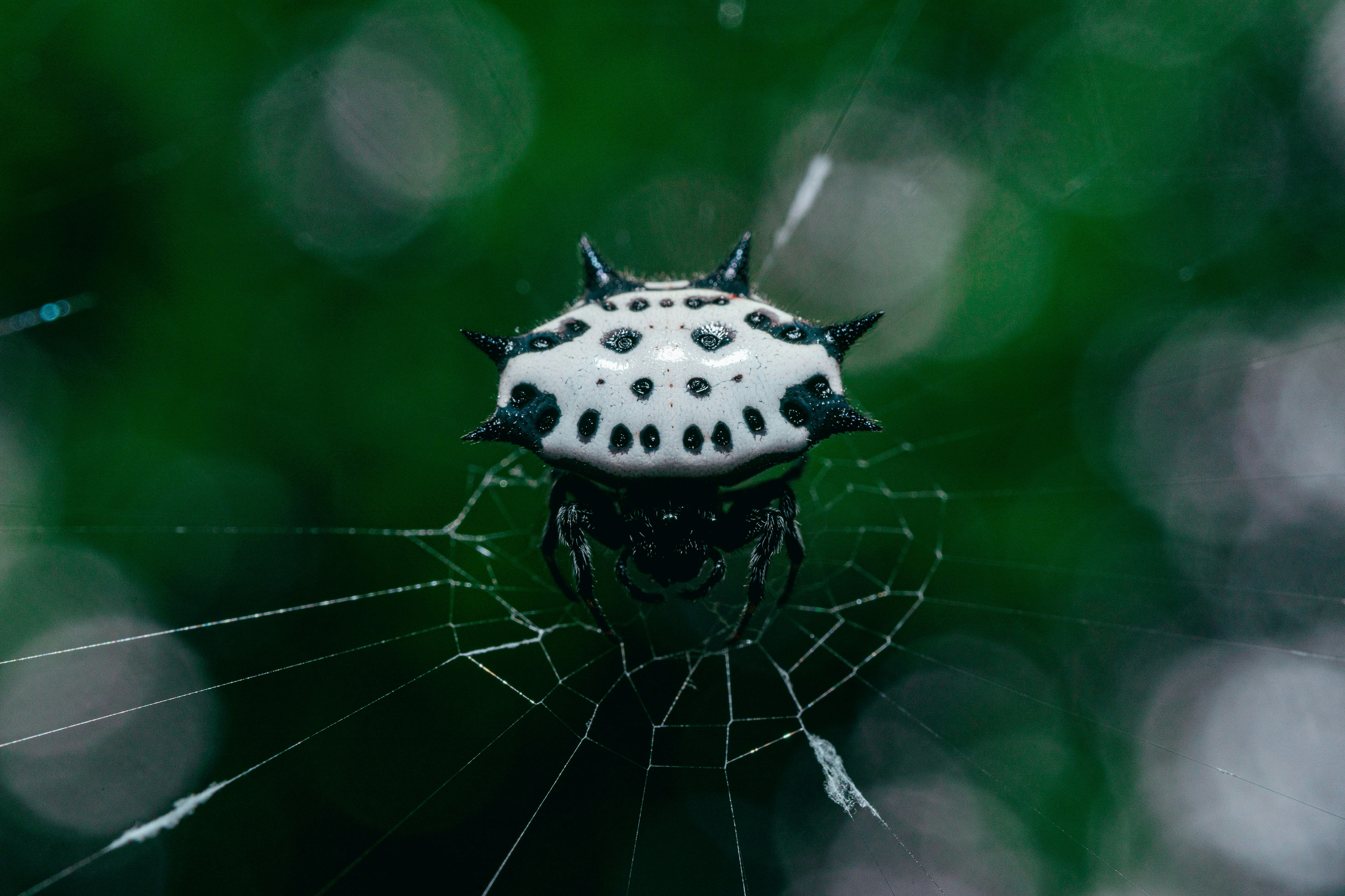 white and black spider web in close up photography